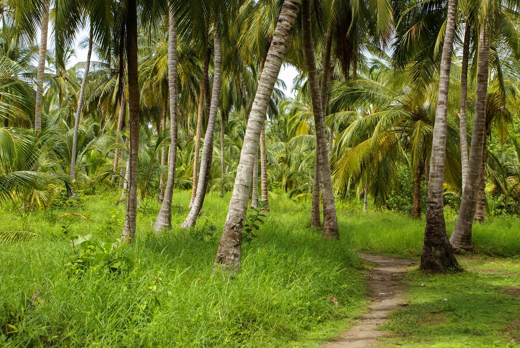 Hike through a palm forest on Isla Múcura