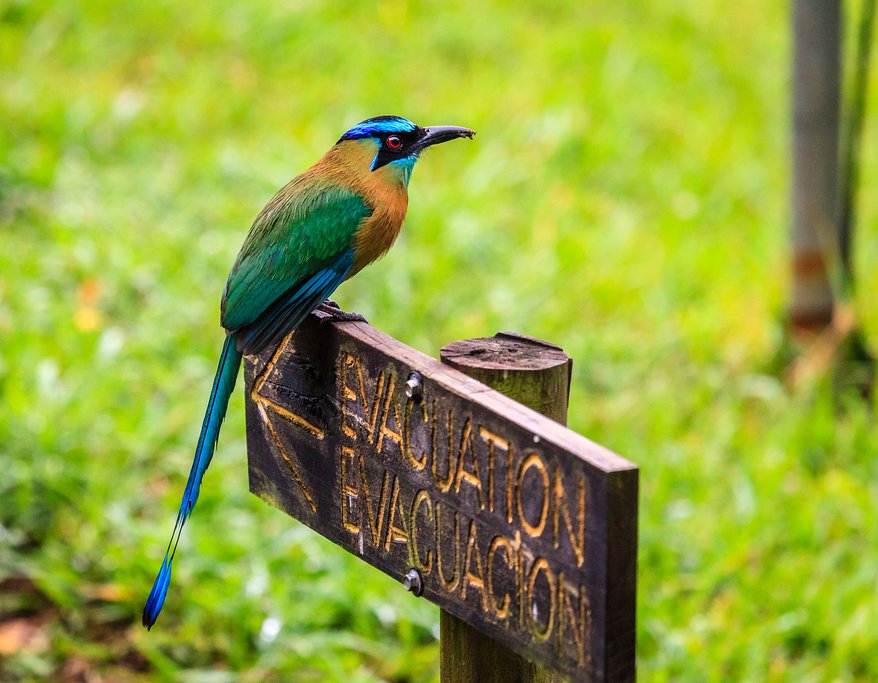 A motmot perches on a sign in Ricón de la Vieja