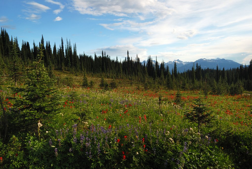Alpine meadows blanket Mount Revelstoke in the summer months