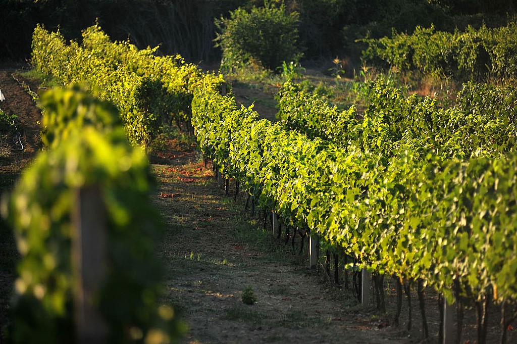 Sample local wines in the Konavle Valley