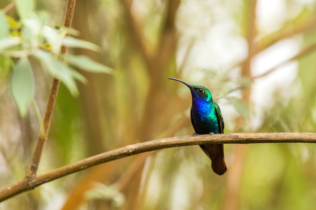Birding in Santa Marta