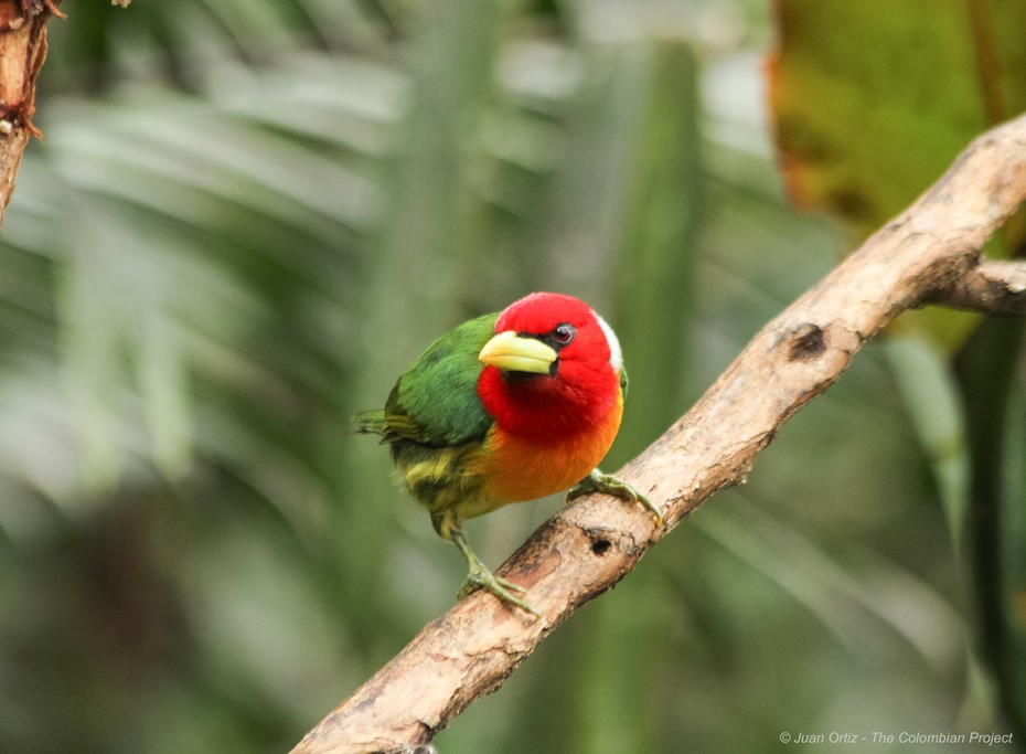 Red-headed Barbet