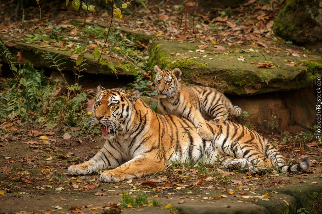 The Royal Bengal Tiger at Ranthambore