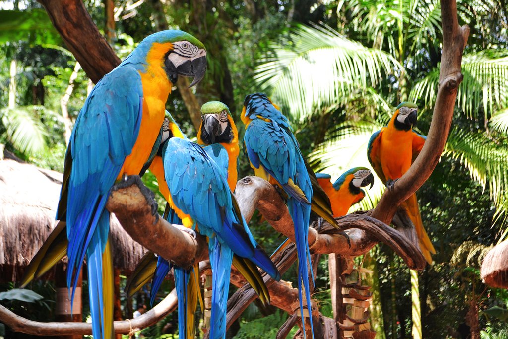 Brazil Falls & Birds Park