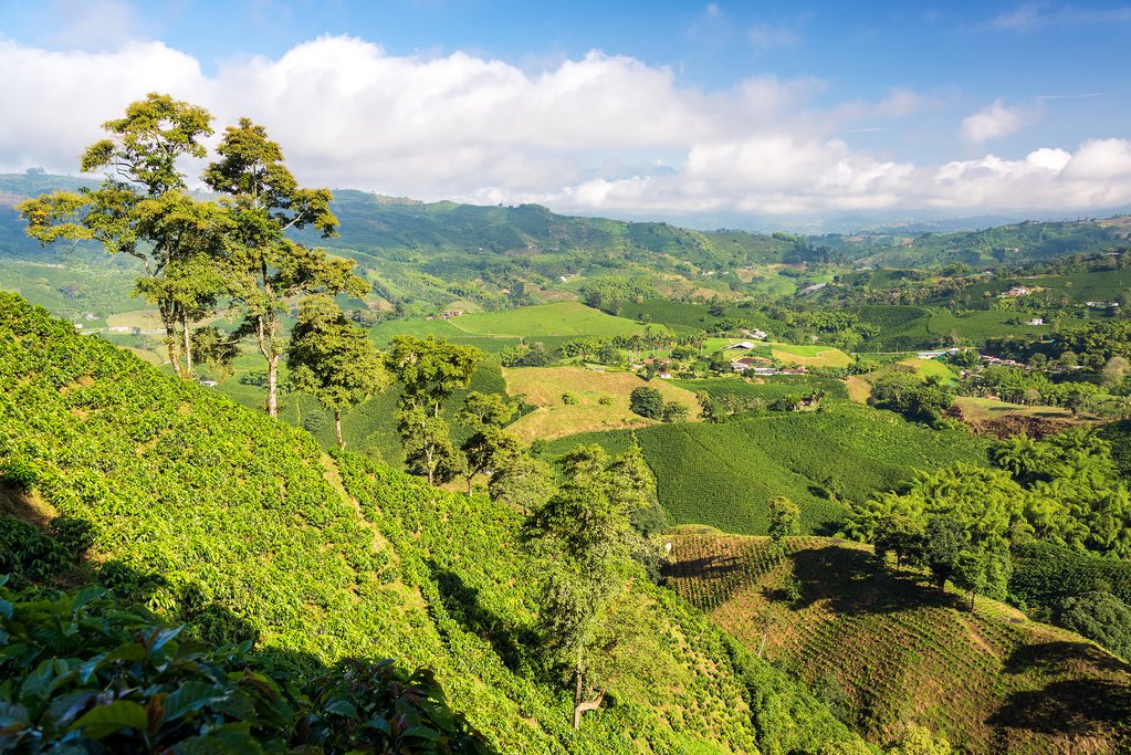 Coffee fields in the famous Zona Cafetera