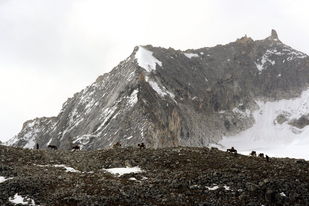 Trekking horses through the mountains