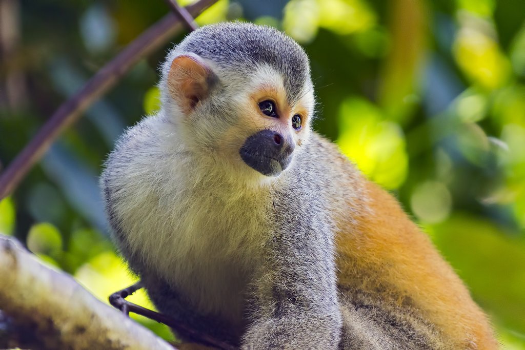 Look for squirrel monkeys on the hiking trails
