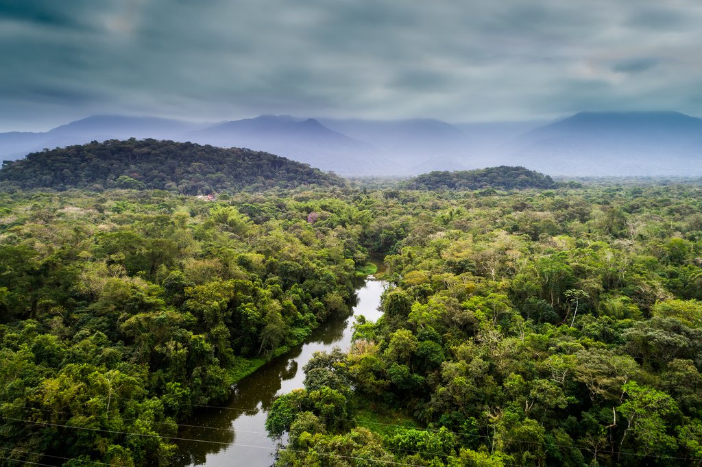 The Amazon rainforest