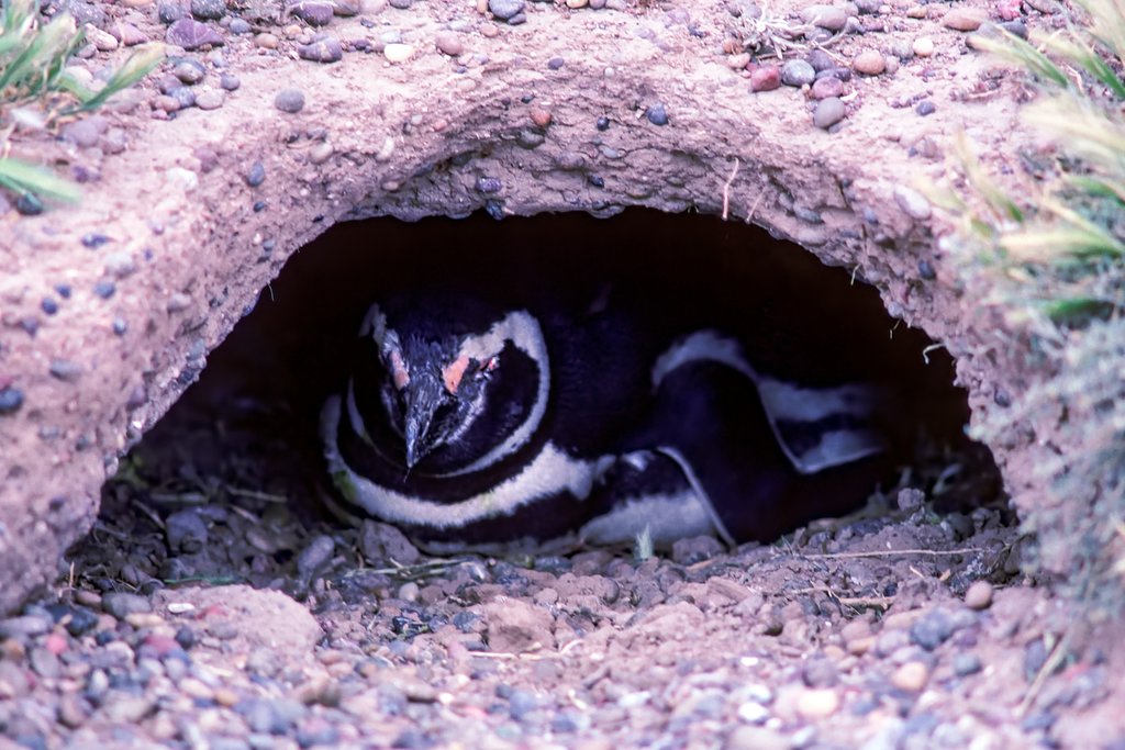 A Magellanic penguin in a nest on the Peninsula Valdés