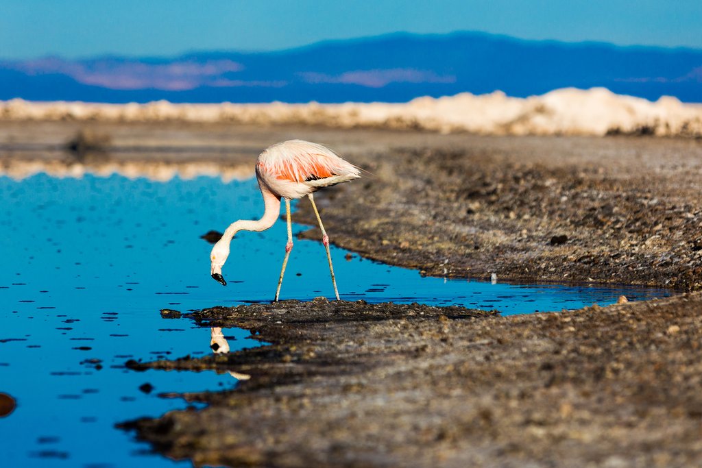 Atacama Desert, Chile