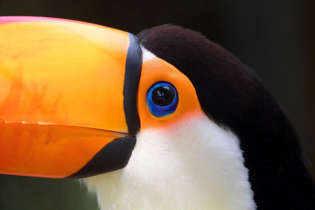 The beautiful toucan is one of many birding highlights in Corcovado National Park