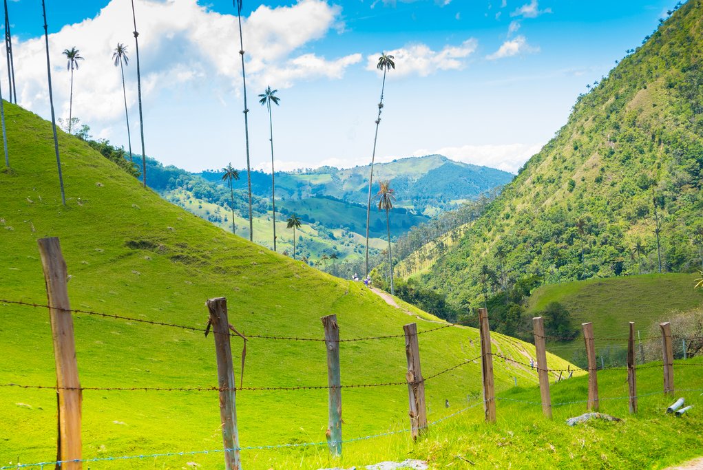 Cocora Valley
