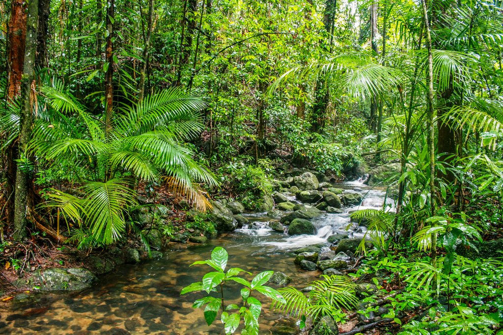 Daintree