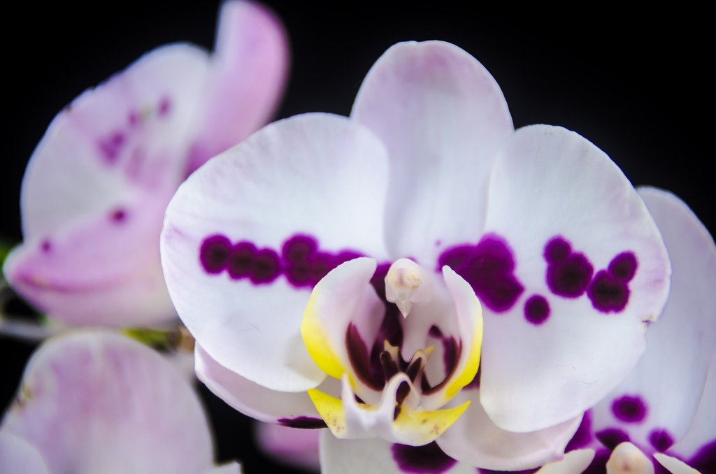 Discover orchids and other plant life on a tour of CATIE
