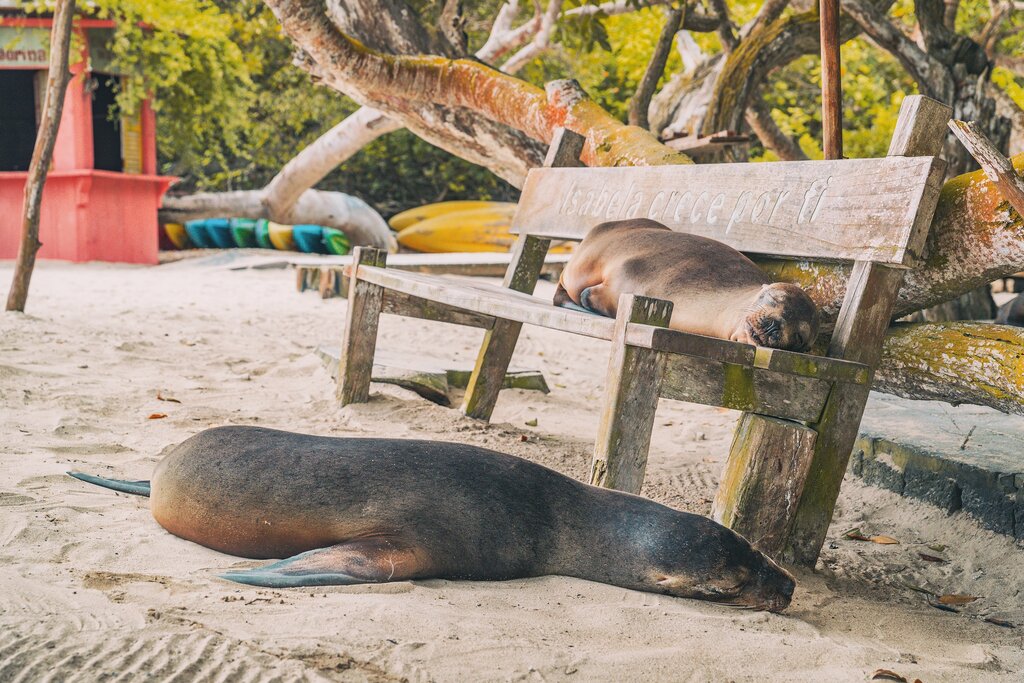 Isabela Island free time & Speedboat to Santa Cruz Island
