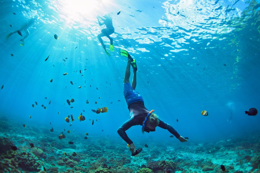 Tropical fish, stingrays, octopus, and nurse sharks on view for snorkelers at Cahuita National Park