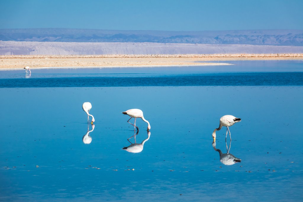Chaxa Lagoon