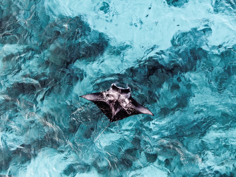 Manta Ray