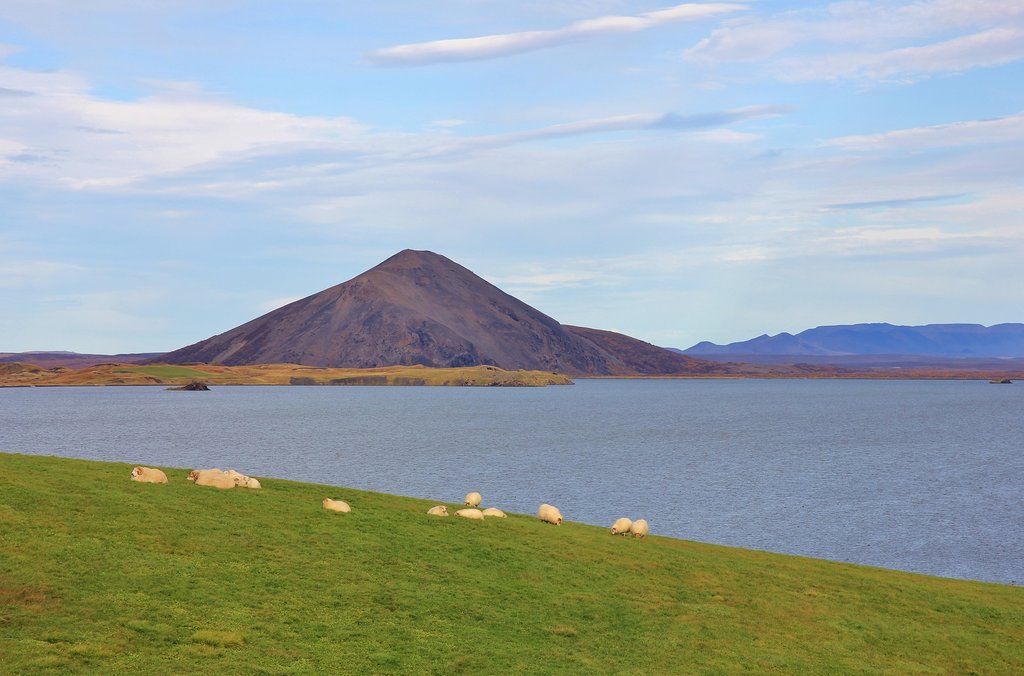 There's more sheep than humans in Iceland, especially in the north
