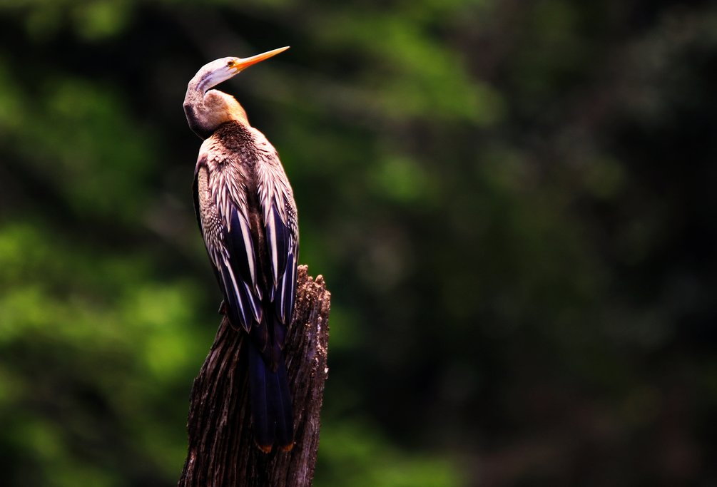 Birdlife in Periyar National Park