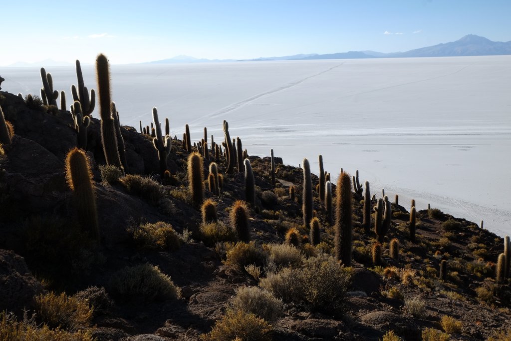 View of the salt flats from Incahuasi Island