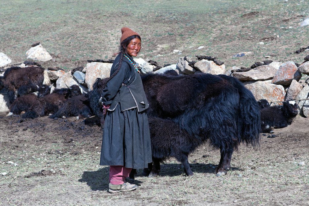 A Tibetan nomad with cattle