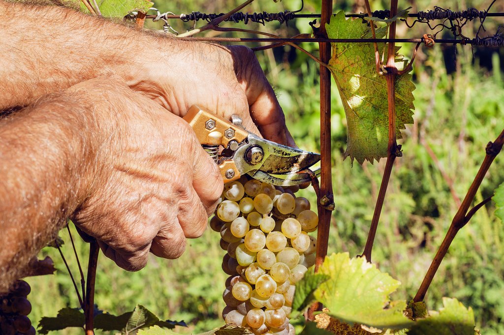 A harvest worker hand-cuts a bunch of grapes.