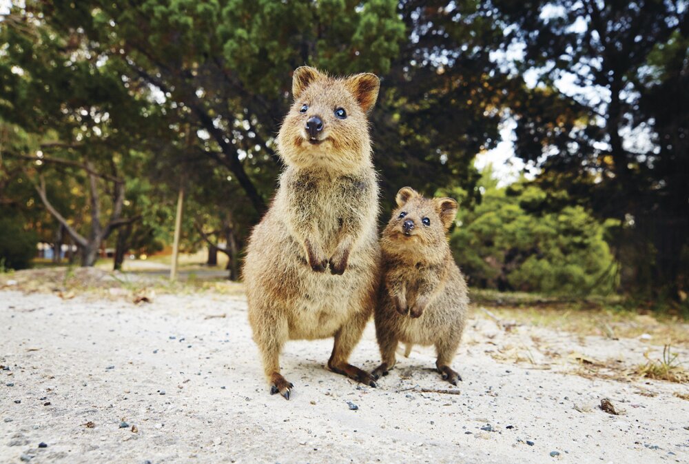 Rottnest Island - Quokka