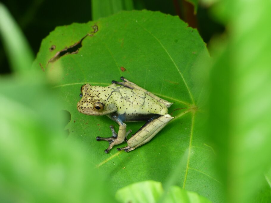 Leaf frog species discovered during the jungle walk