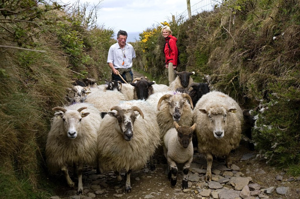 Shepherd with his flock