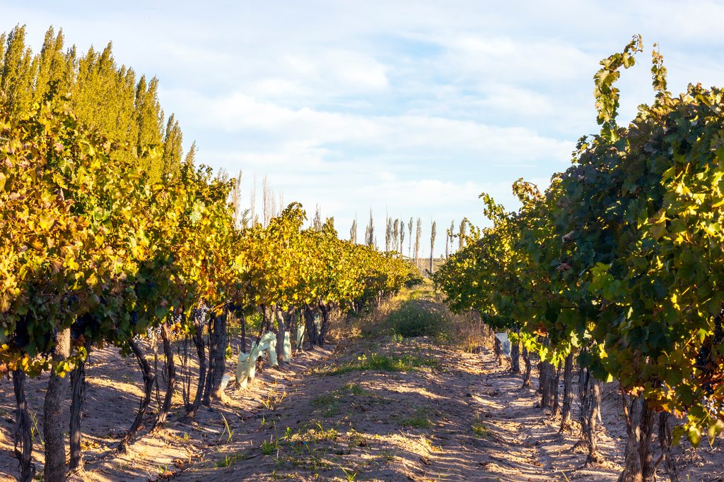 Enjoy a vineyard tour and wine tasting