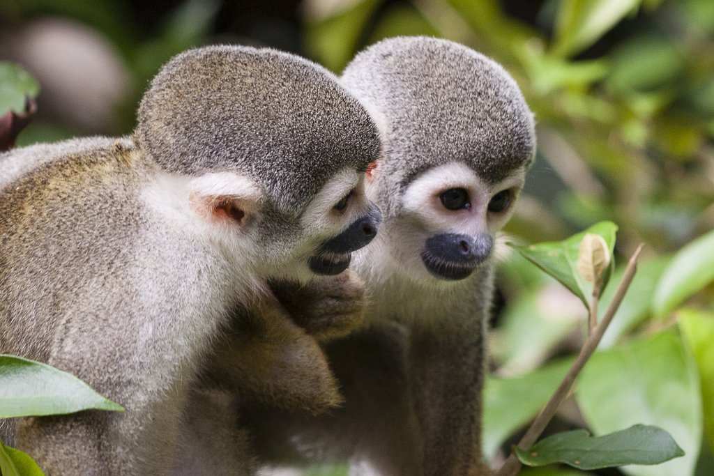Monkeys in Ecuador