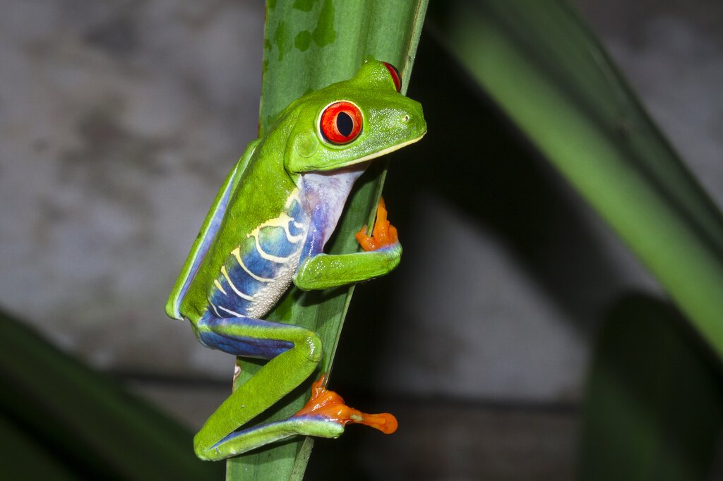 The red-eyed tree frog is one of the creatures you might spot on a nocturnal exploration of Tortuguero National Park