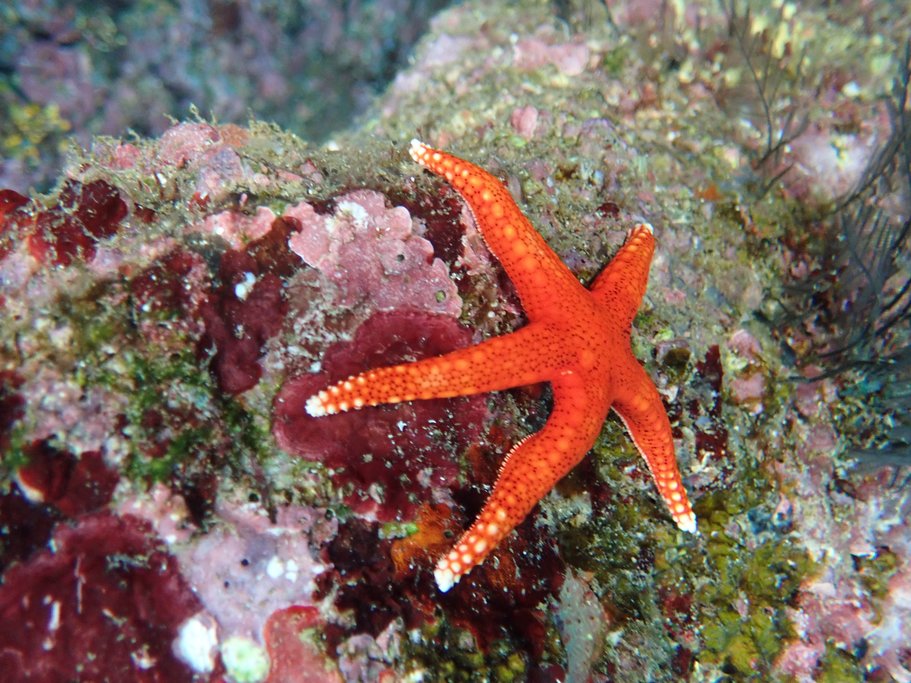 Stars of the sea