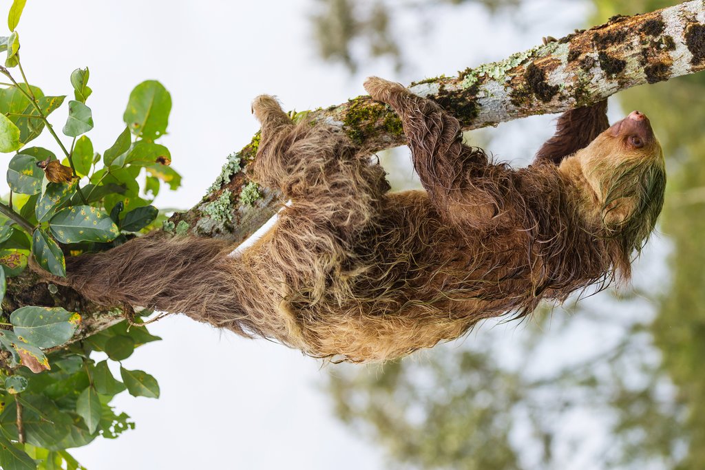 Look up to see wildlife