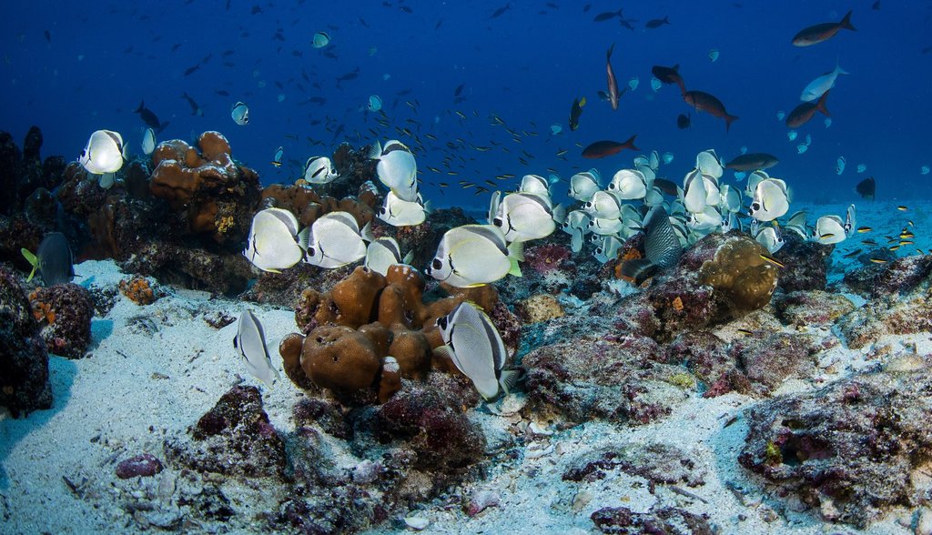 Butterfly fish