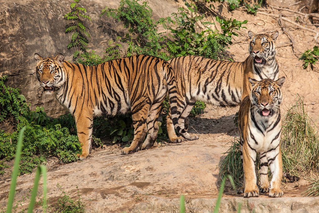 Tigers in Ranthambore National Park