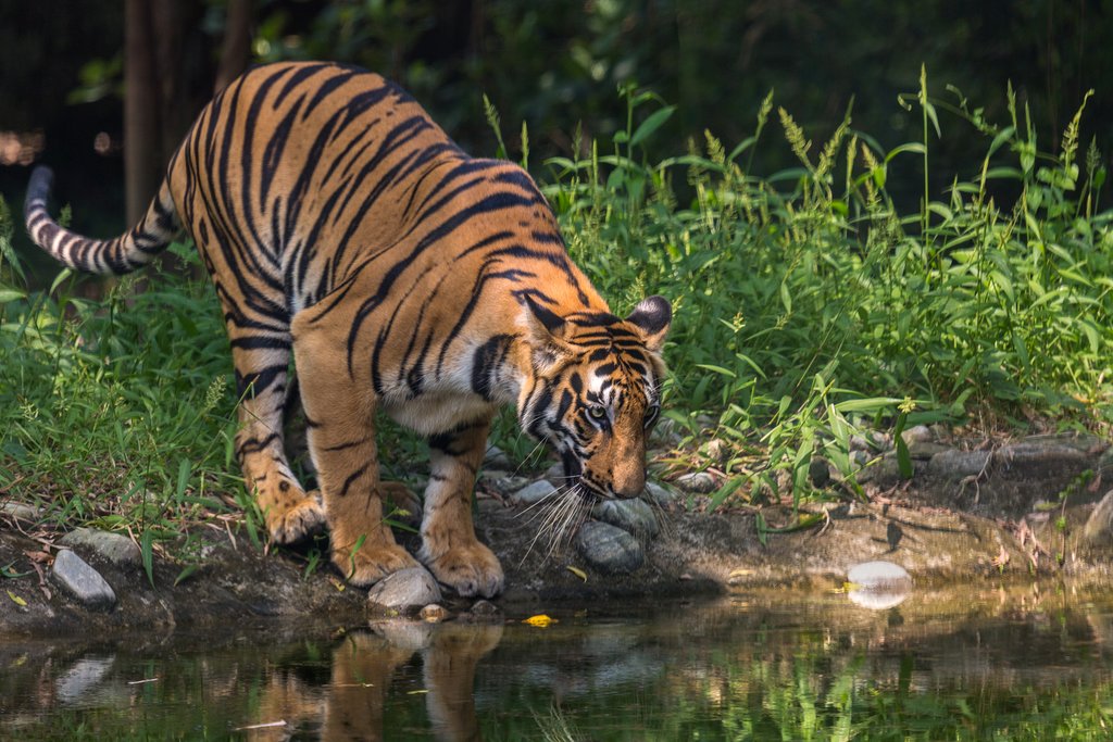 Bengal tigers are a major highlight of the park