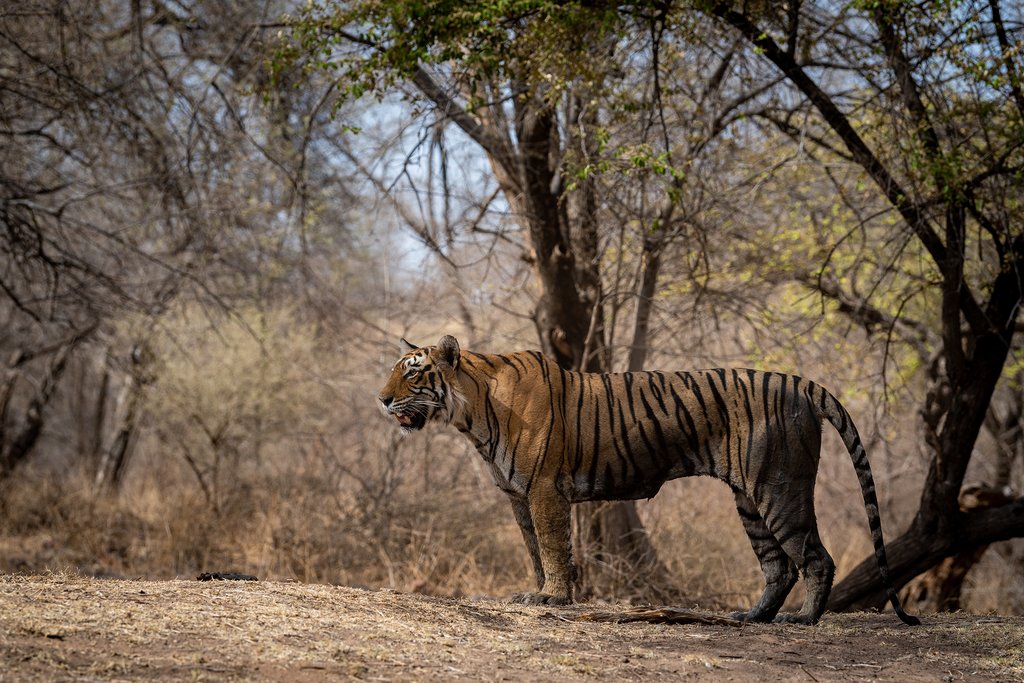 Tiger in Ranthambore