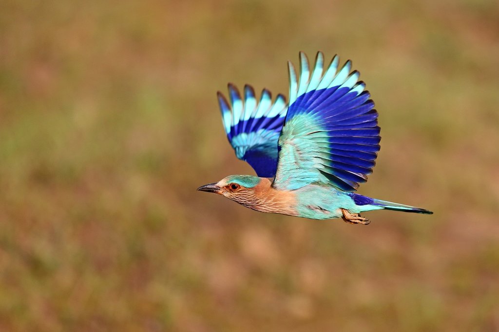 Kaziranga National Park