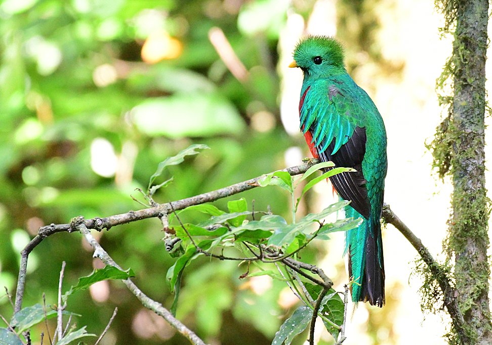 Try for one last glimpse of the resplendent quetzal