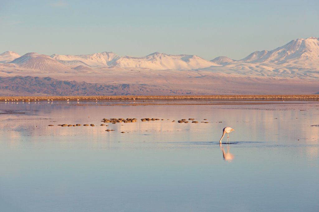 Laguna Chaxa