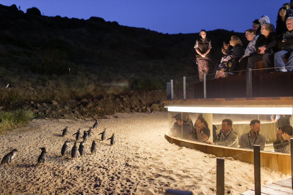 Penguin Parade Phillip Island Victoria