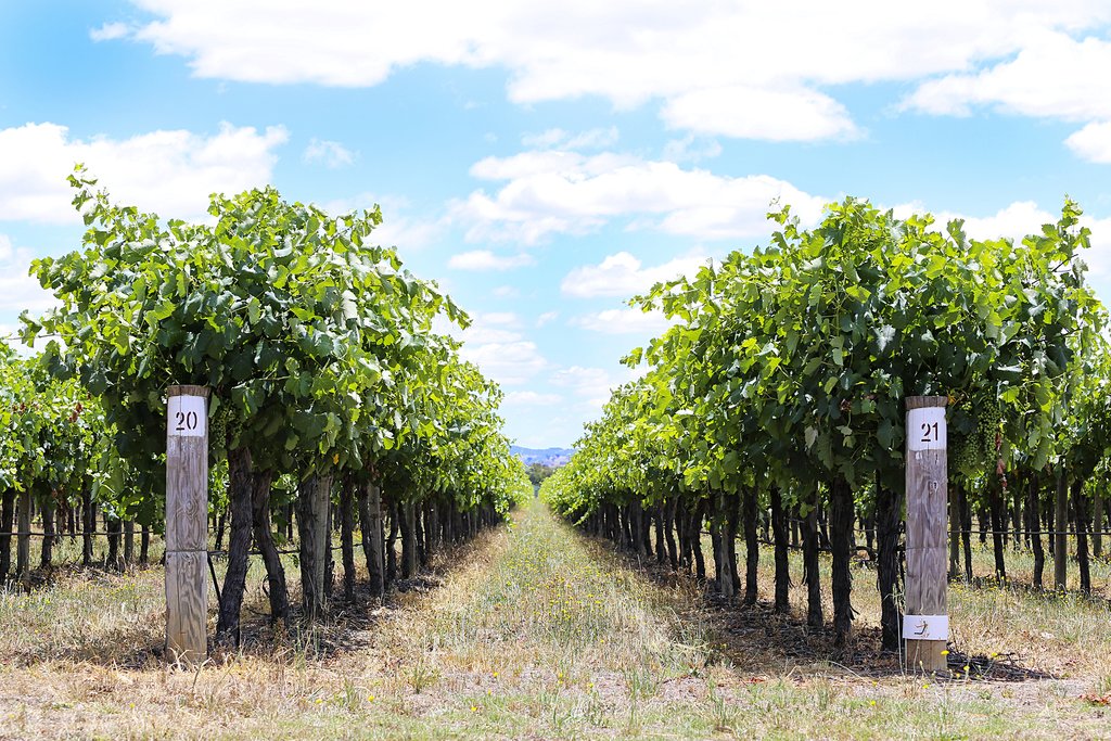 The vineyards in Mudgee