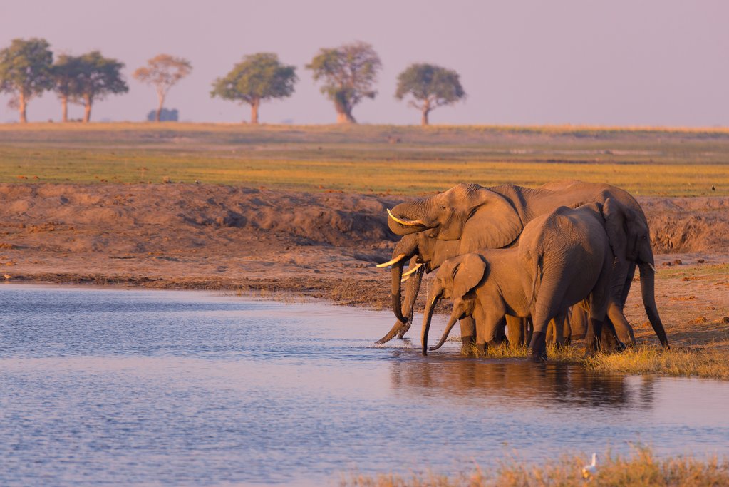 Group of elephants drinking from the Chobe River