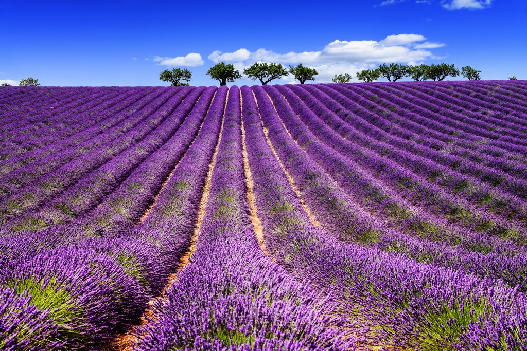Lavender fields in the Luberon