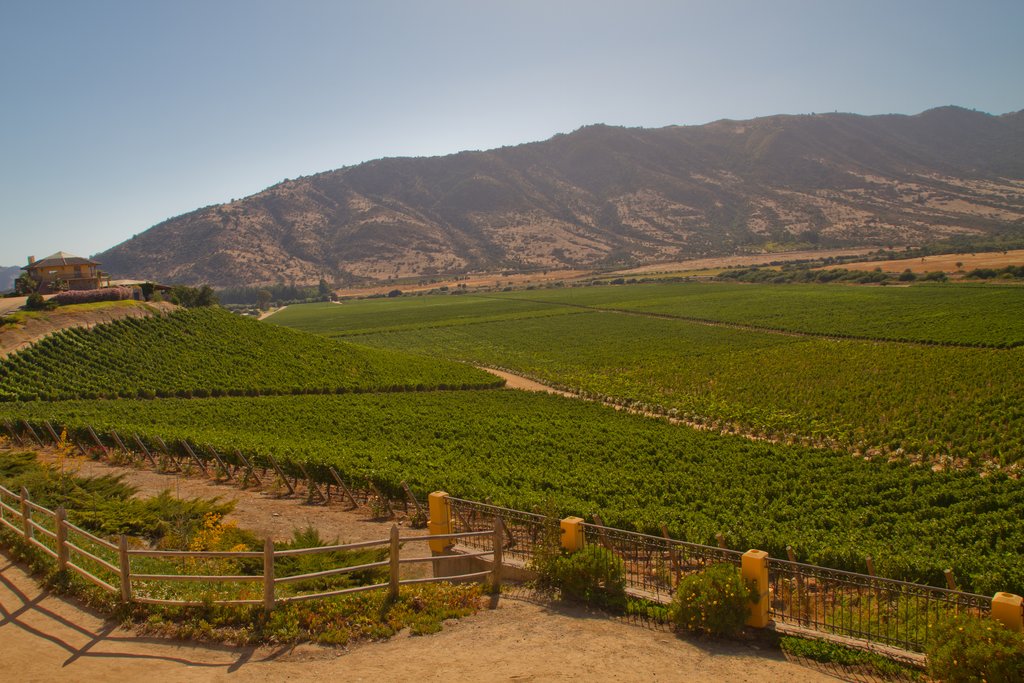 Vineyard in Santa Cruz