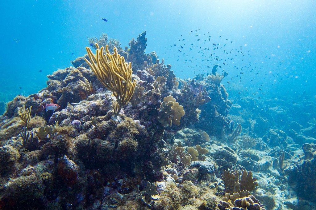The marine reserve is home to various corals