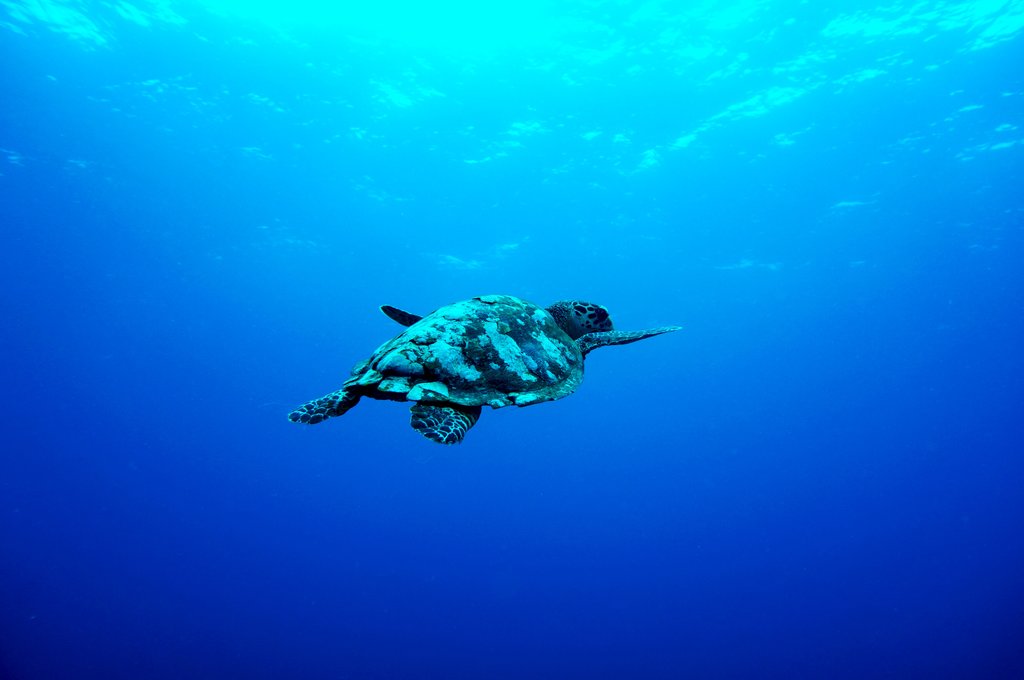 Snorkeling Trip Around the Gili Islands