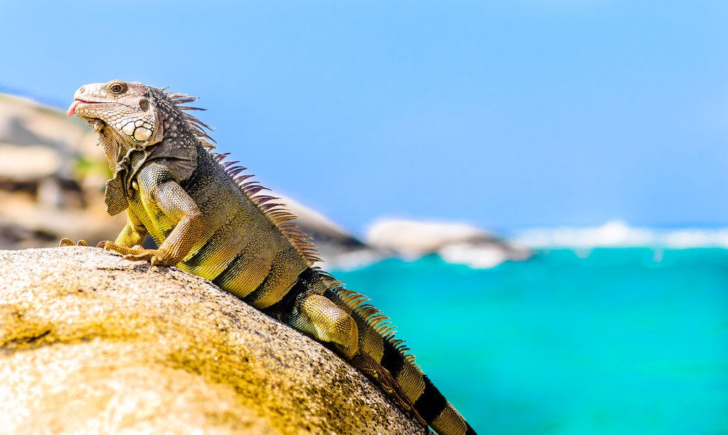 Iguana in Tayrona national park